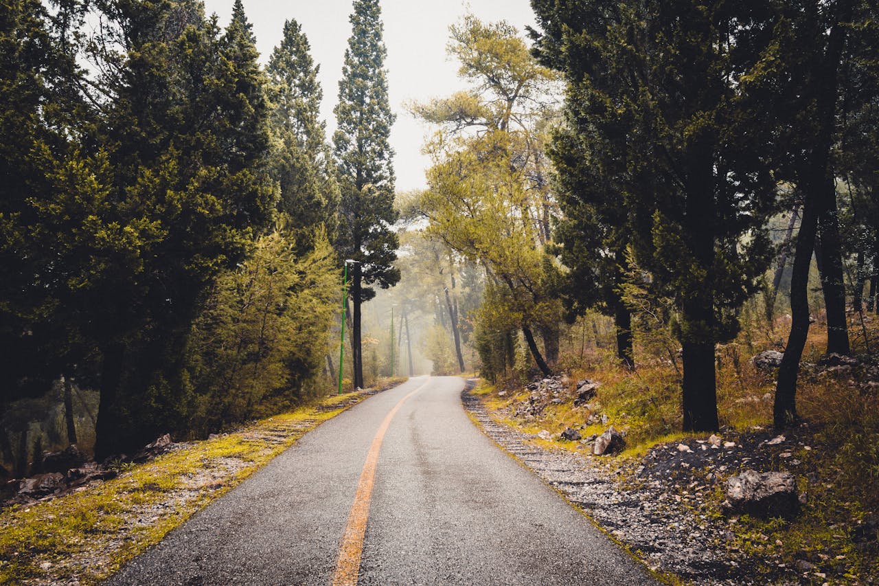services-03 Peaceful empty road surrounded by lush forest in Podgorica, Montenegro on a misty day.