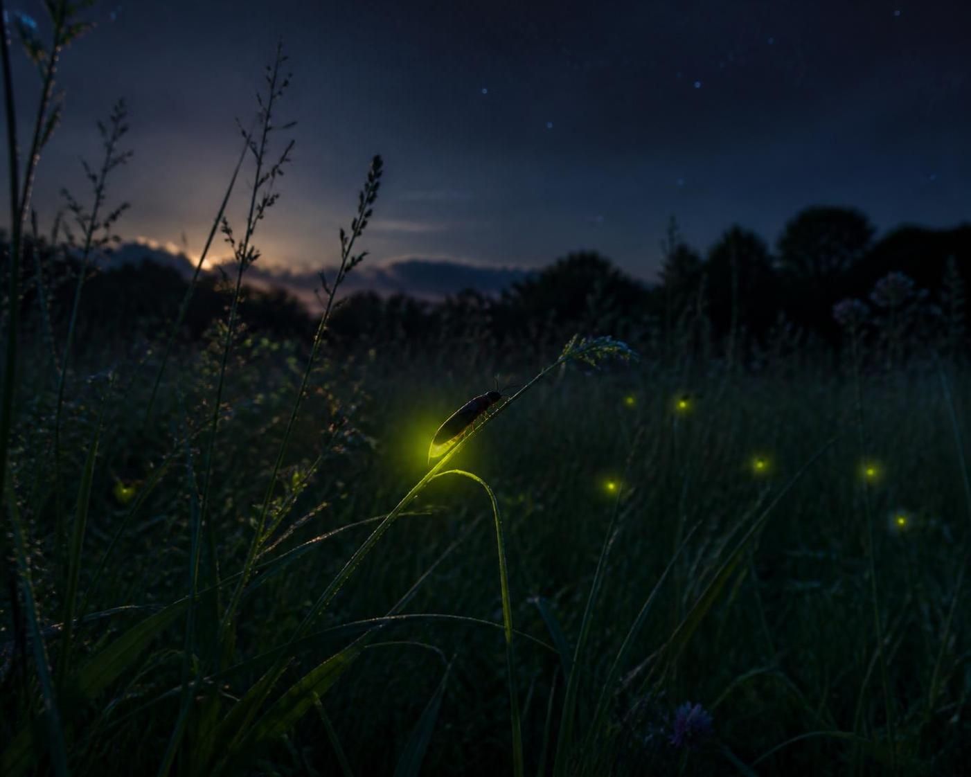 découvrez l'univers captivant des lucioles et comprenez pourquoi ces insectes lumineux enchantent tant les passionnés de nature.